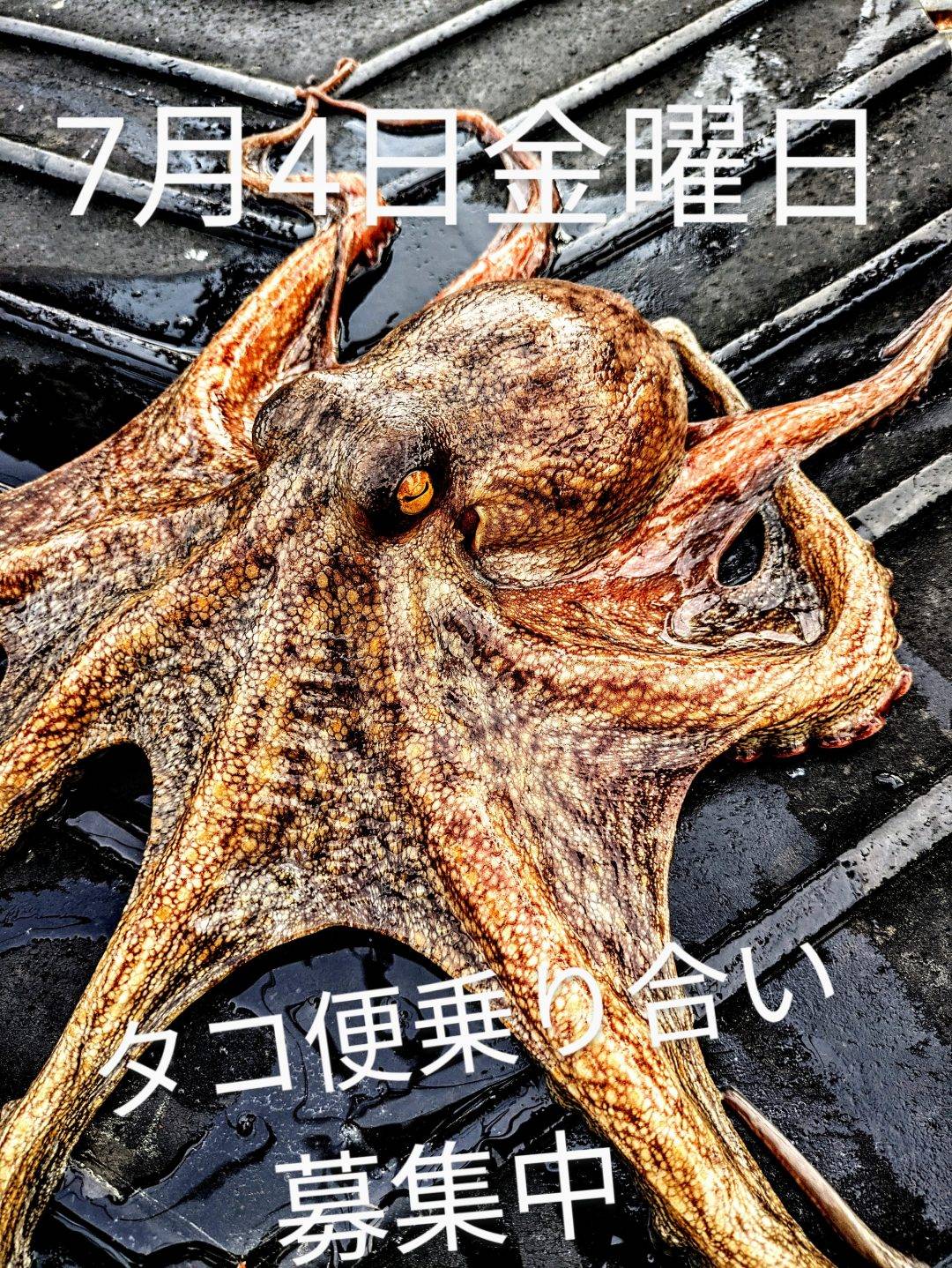タコ便募集中