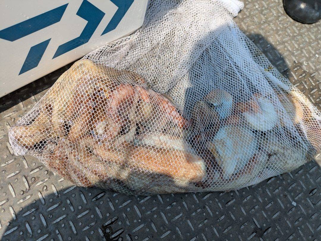タコ釣果