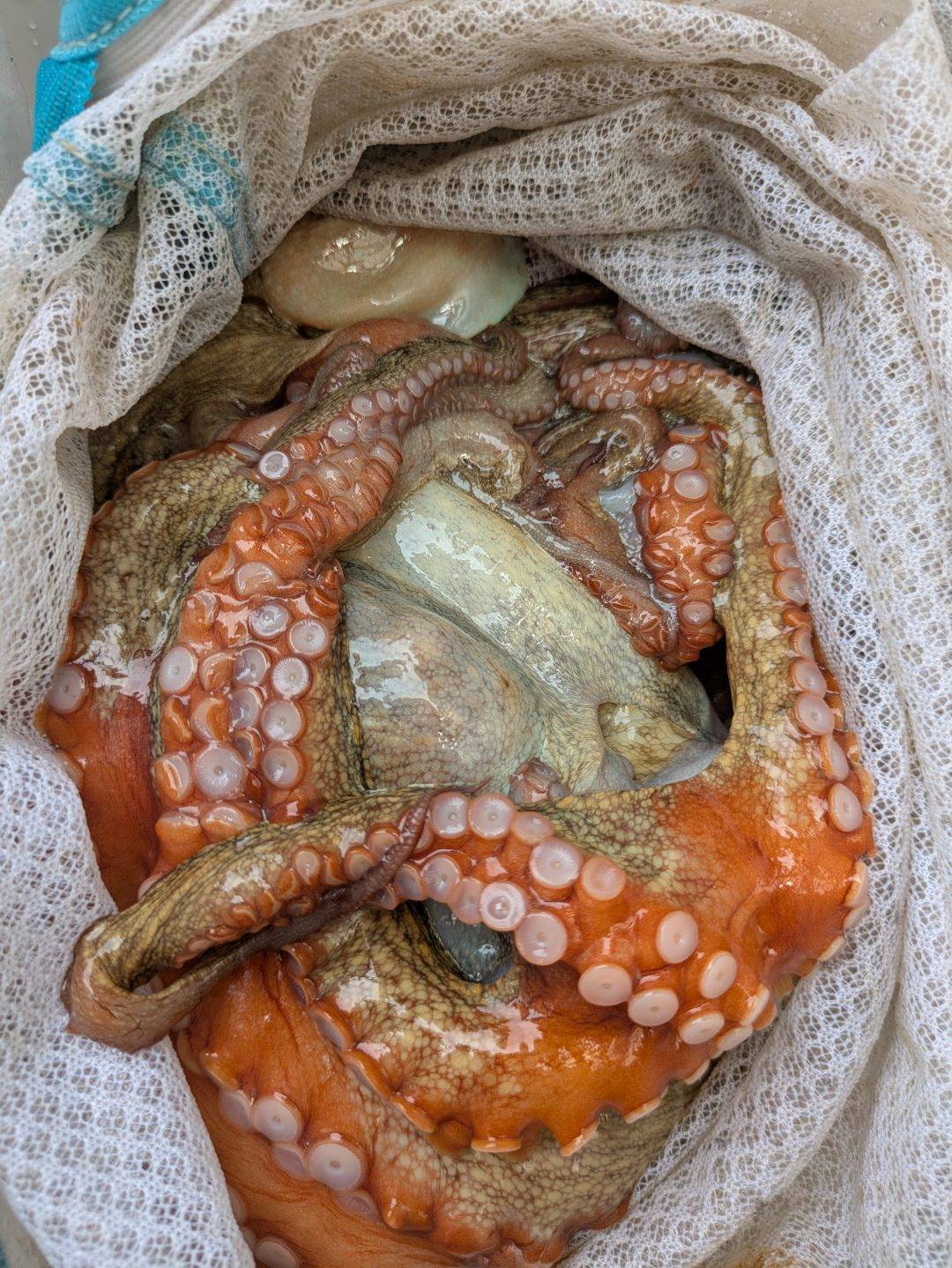 タコ釣果