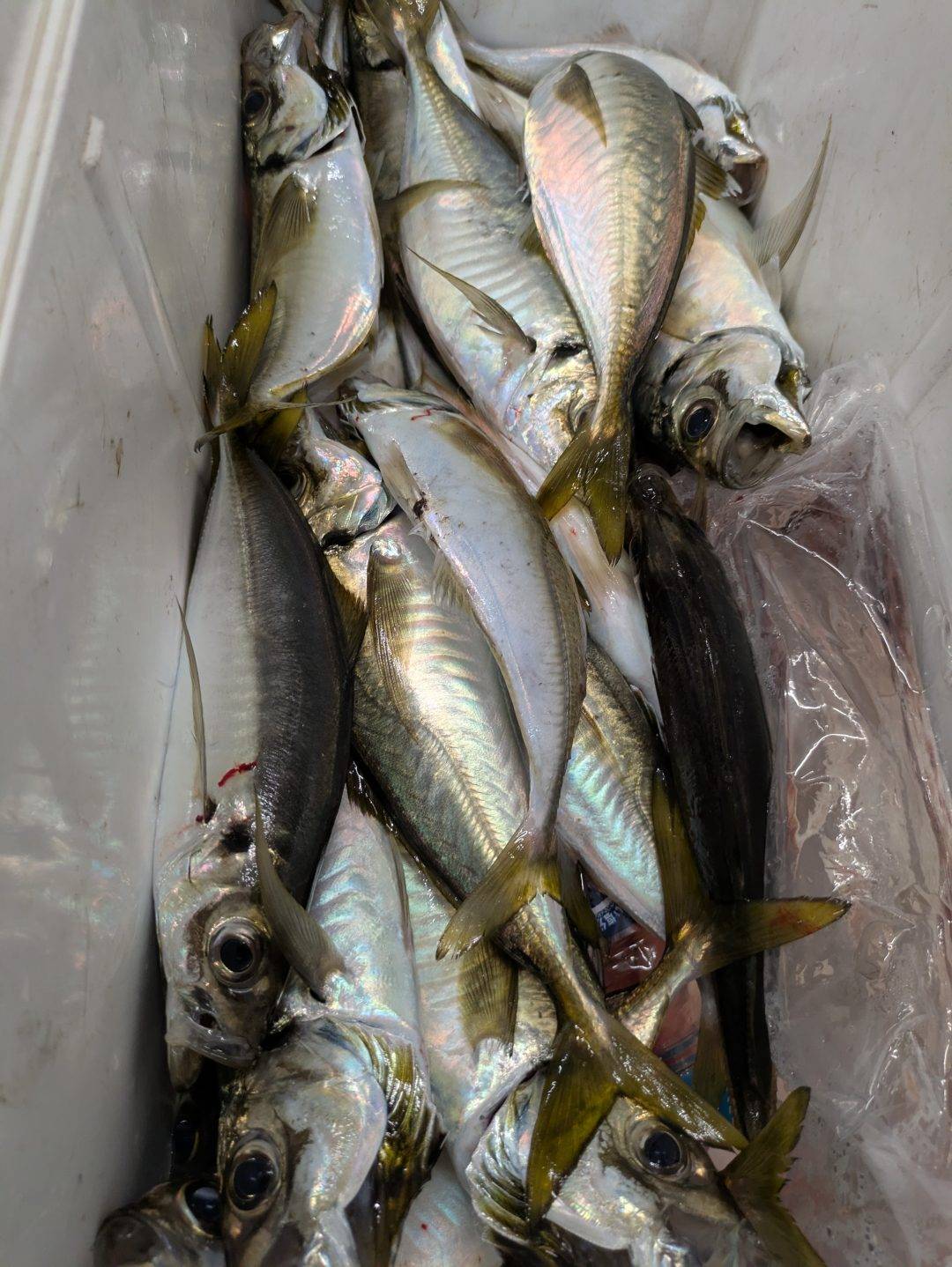 アジ釣果🐟