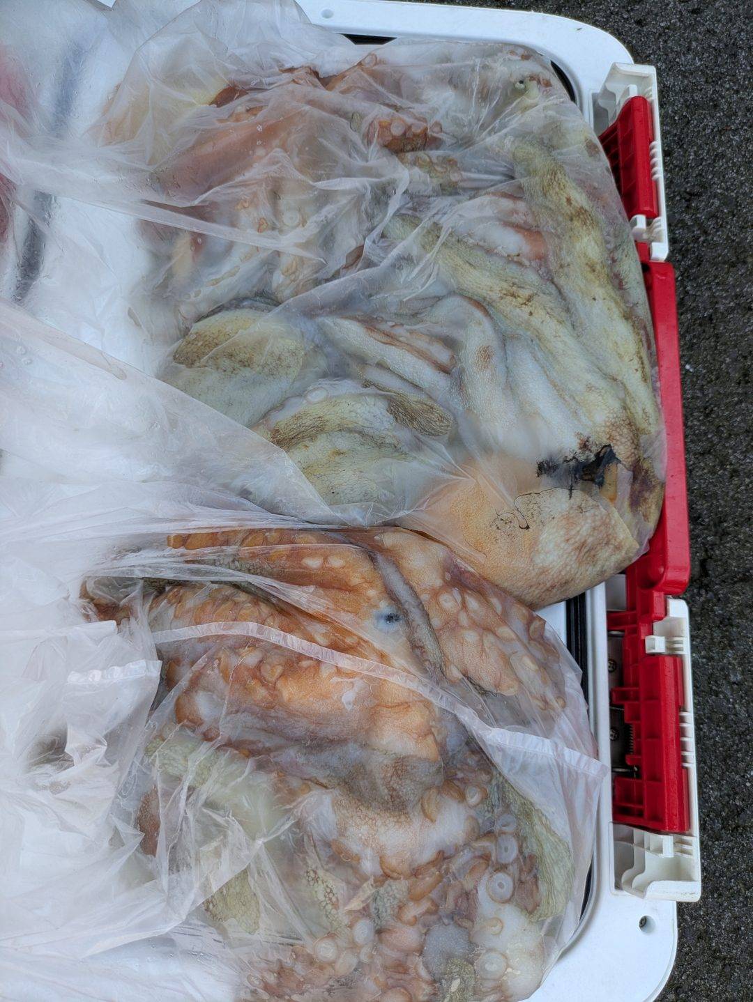 タコツボ多しタコ便
