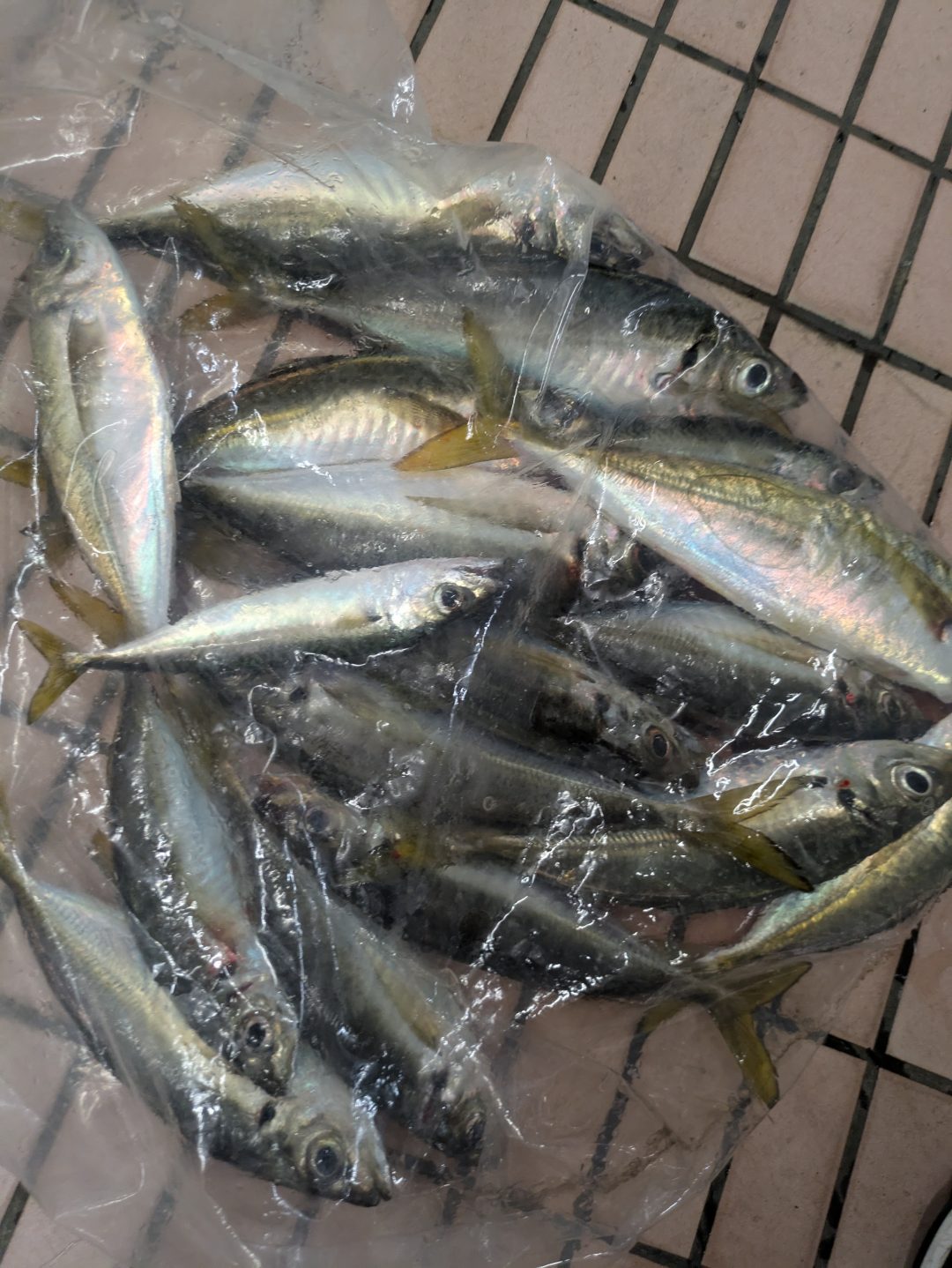 アジ釣果