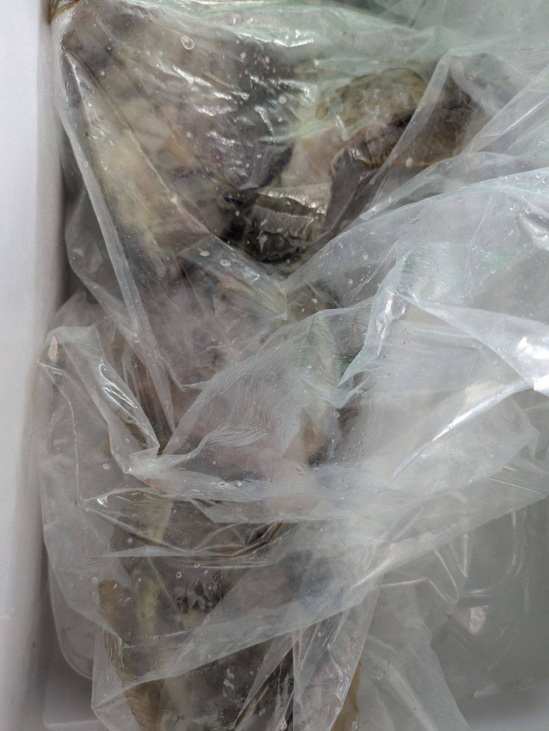 カワハギ釣果