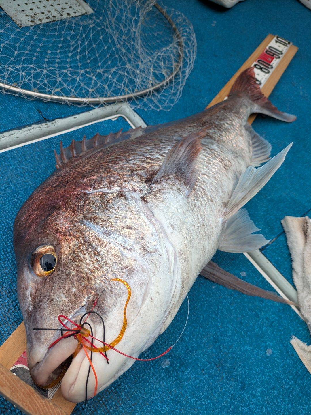 遂に出た大鯛‼️