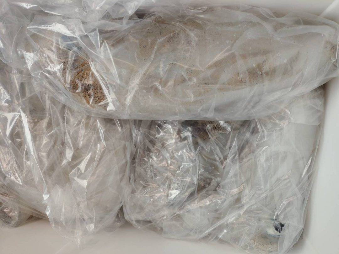 アオリデカイの食いだしたよ‼️