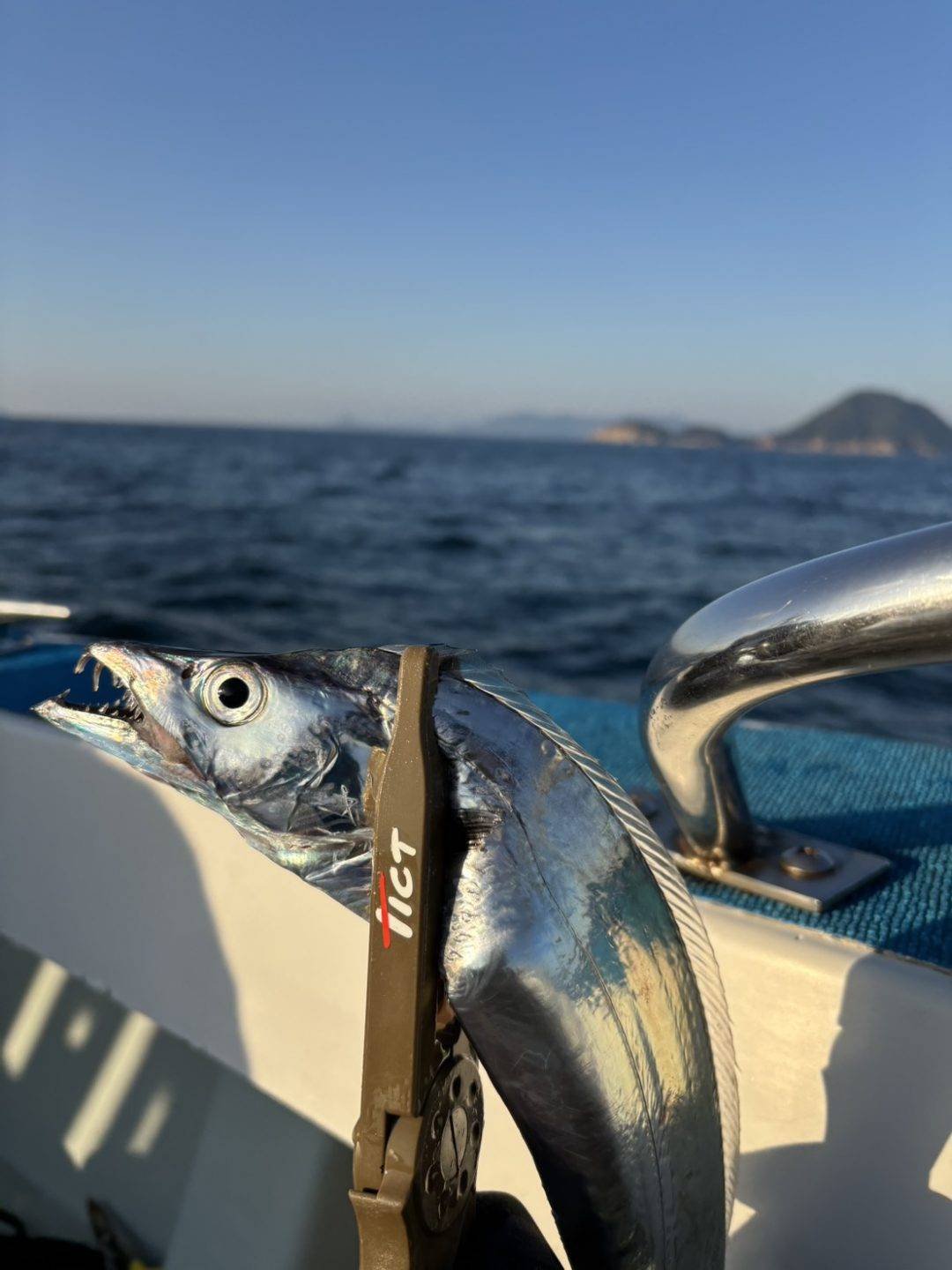 太刀魚明日募集