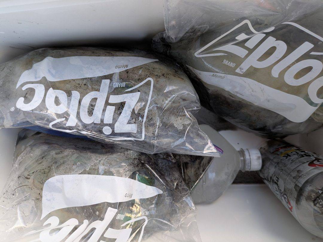 アオリイカ絶好調