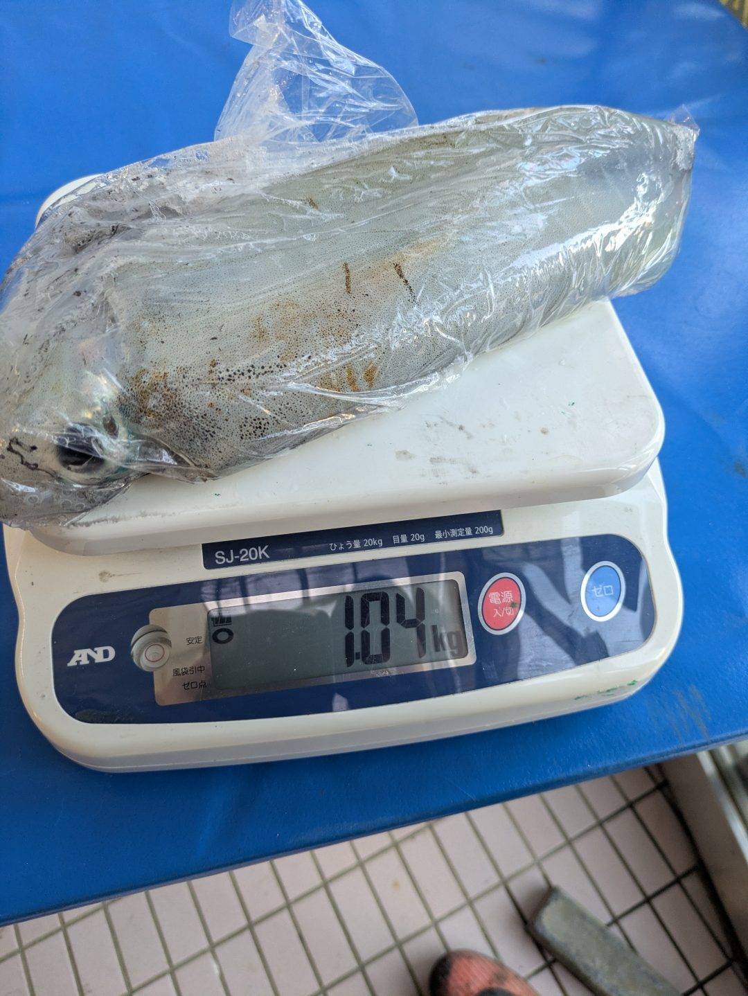 今日もキロ超え４杯もでた！