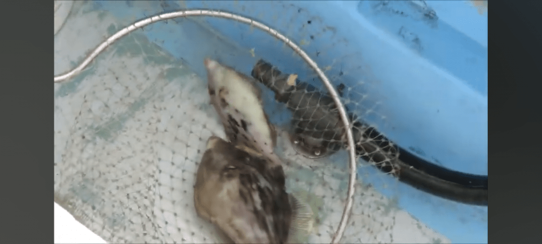 カワハギ釣れてます