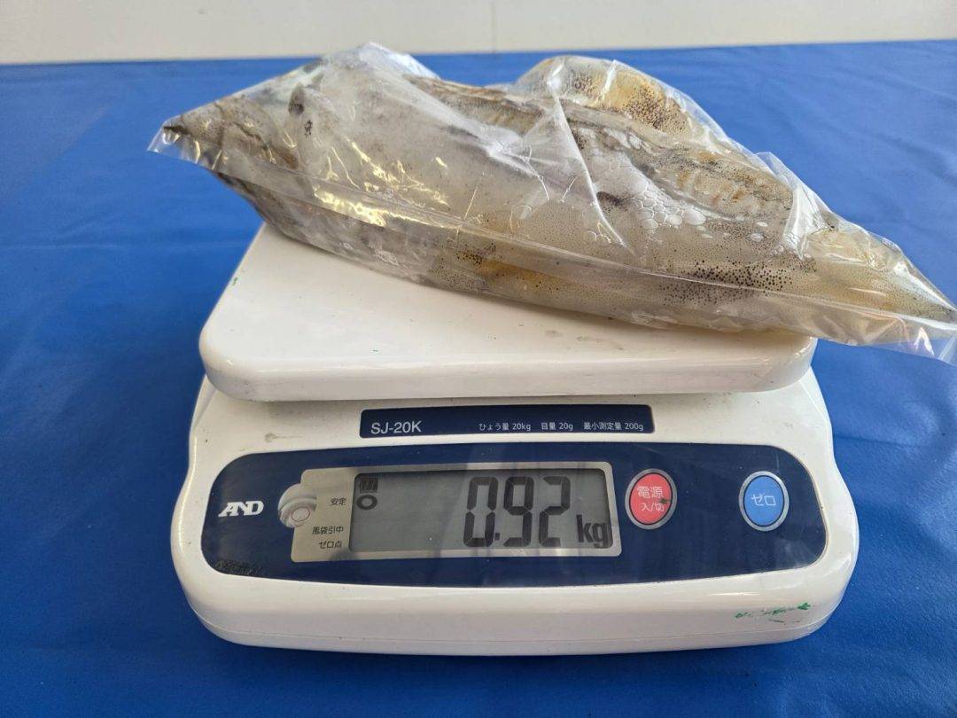 アオリデカいの出てるよ〜！