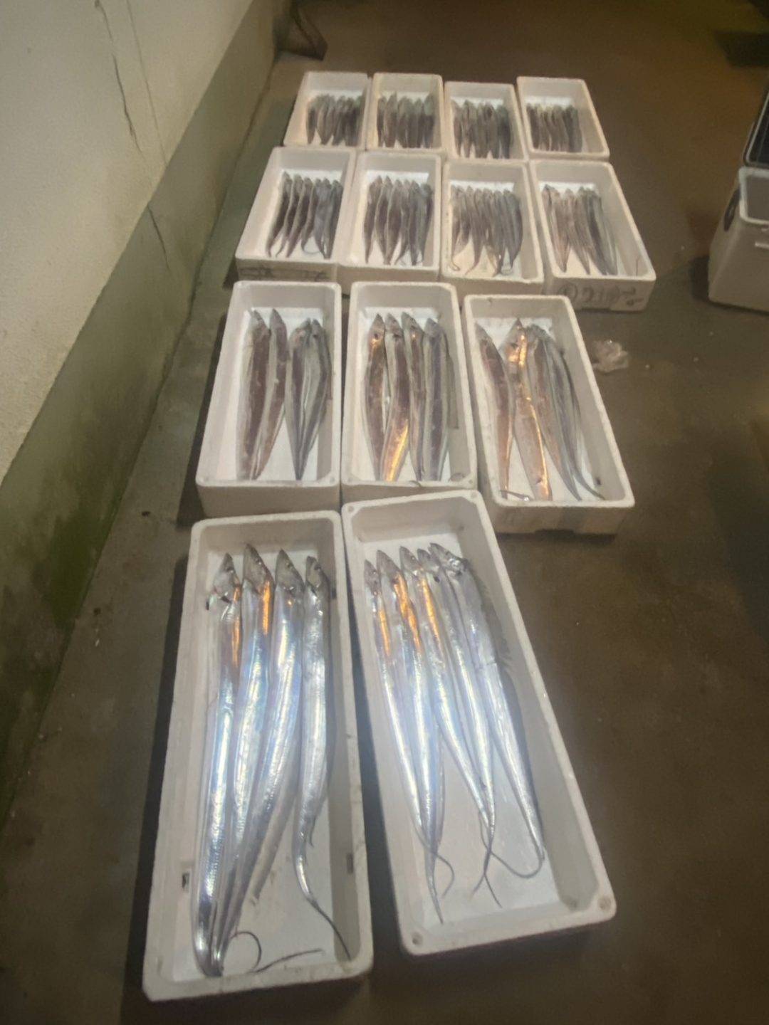 太刀魚大爆釣‼️TOP70匹超え