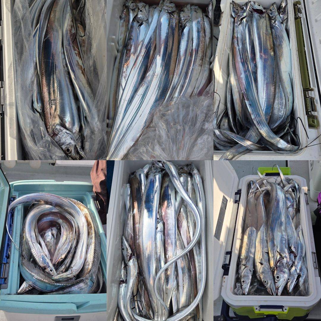 松山太刀魚仕掛け