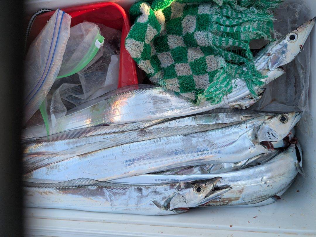 来るなら今よ‼️太刀魚絶好調