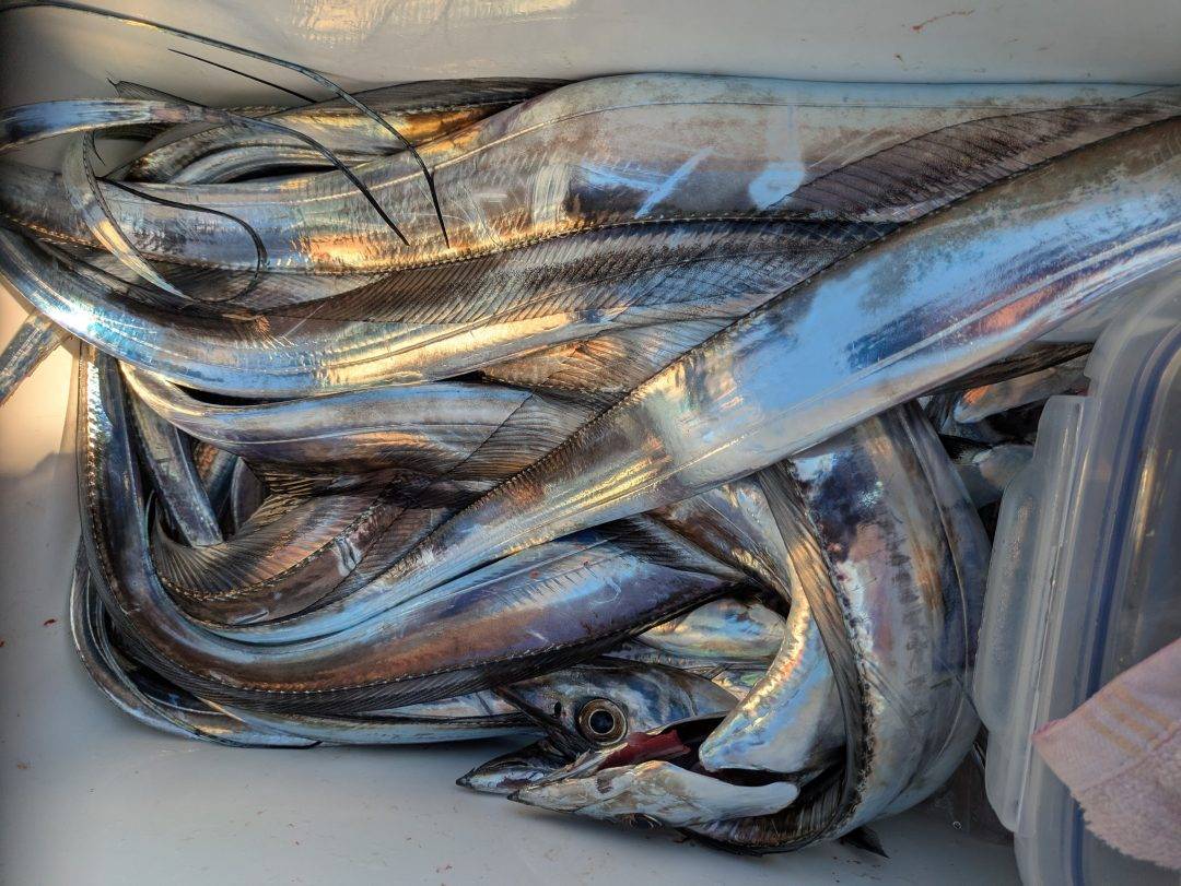 12/10松山太刀魚絶好調