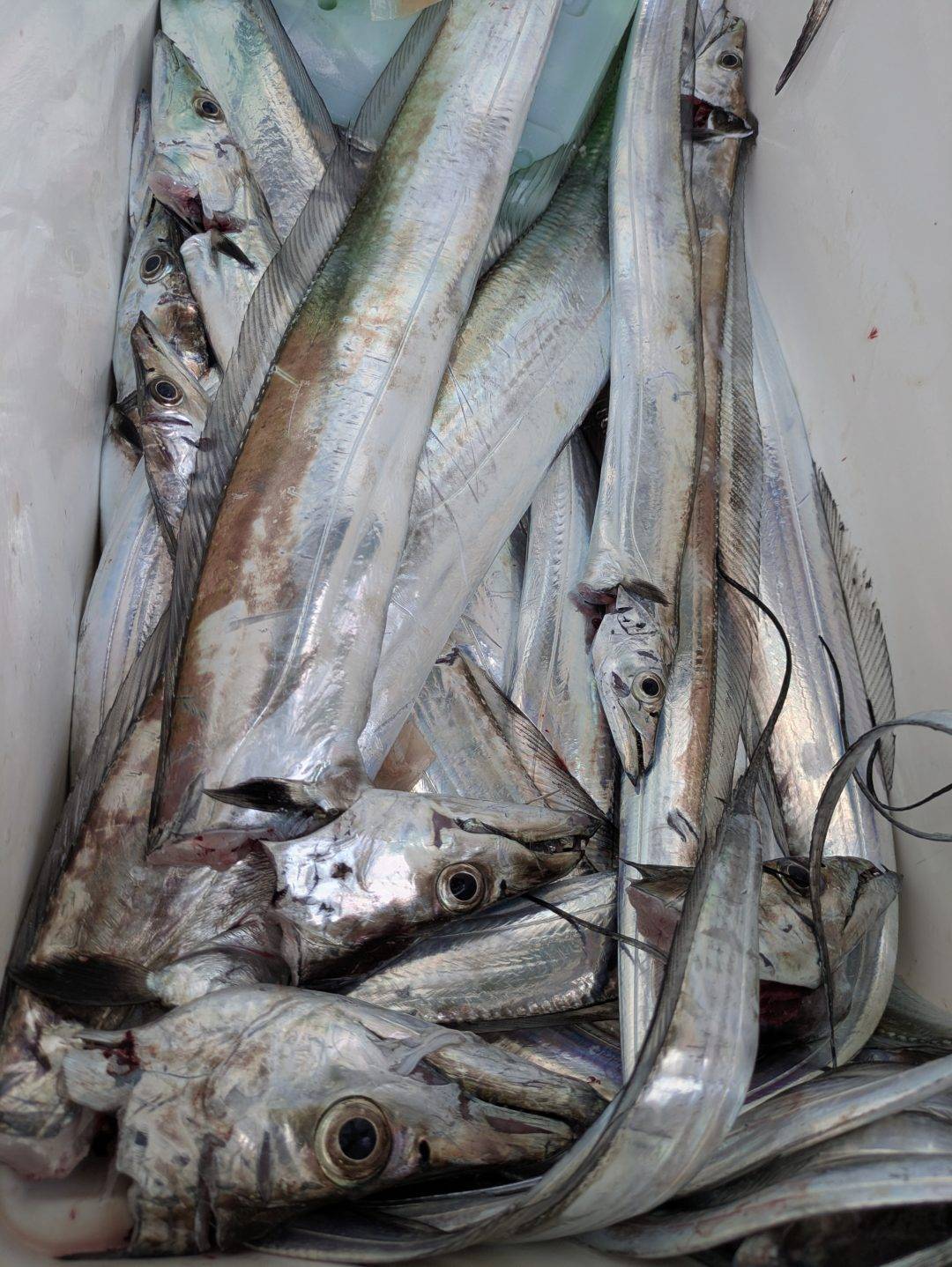 12/10松山太刀魚絶好調