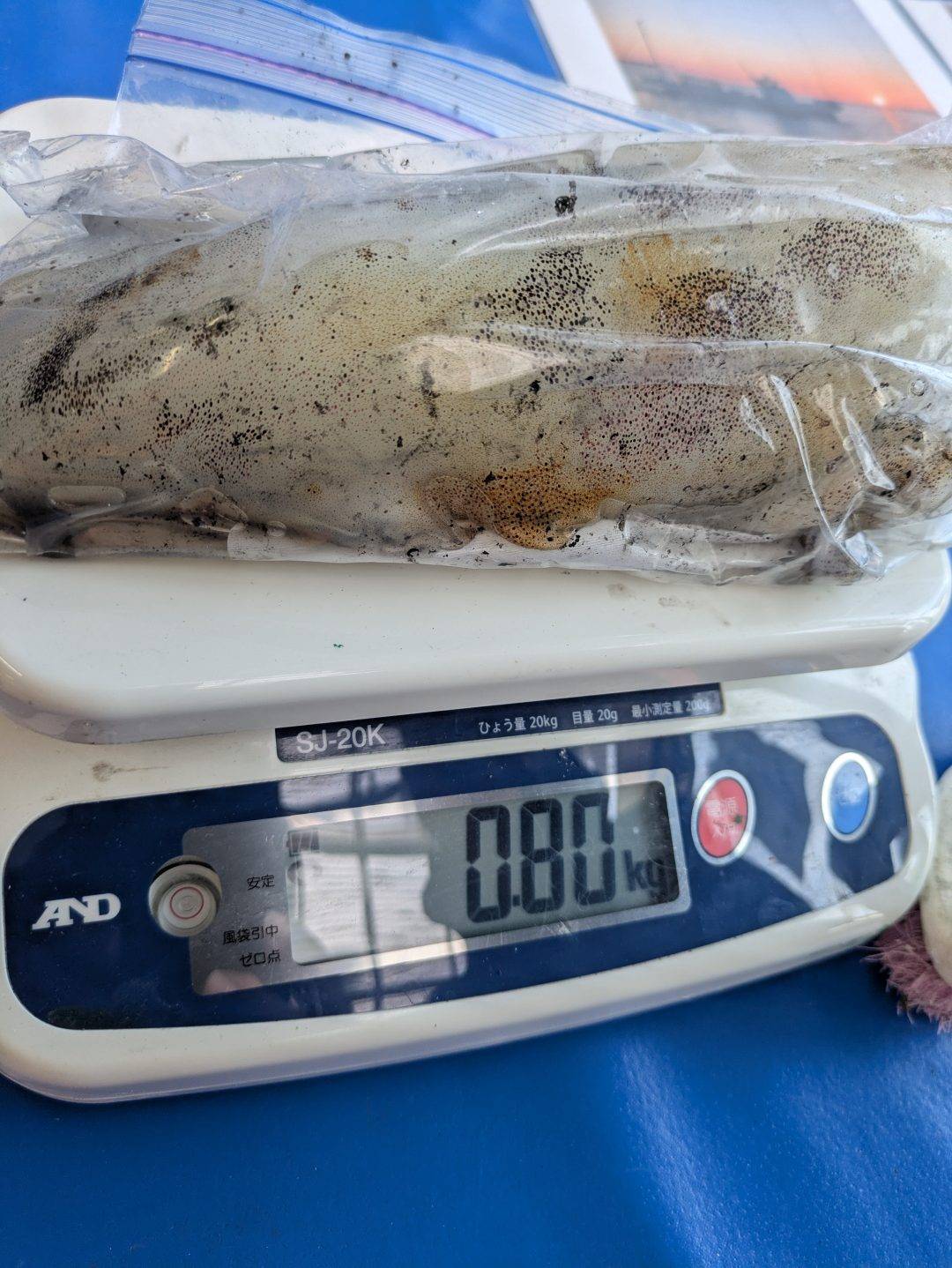 12/10アオリ釣果報告‼️