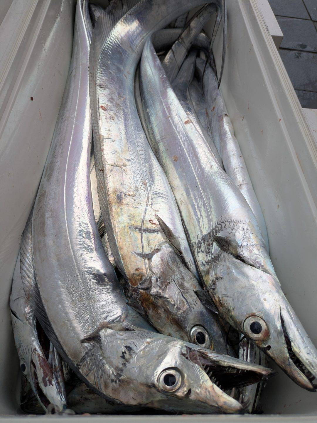 12/13松山タチウオ良いですよ〜