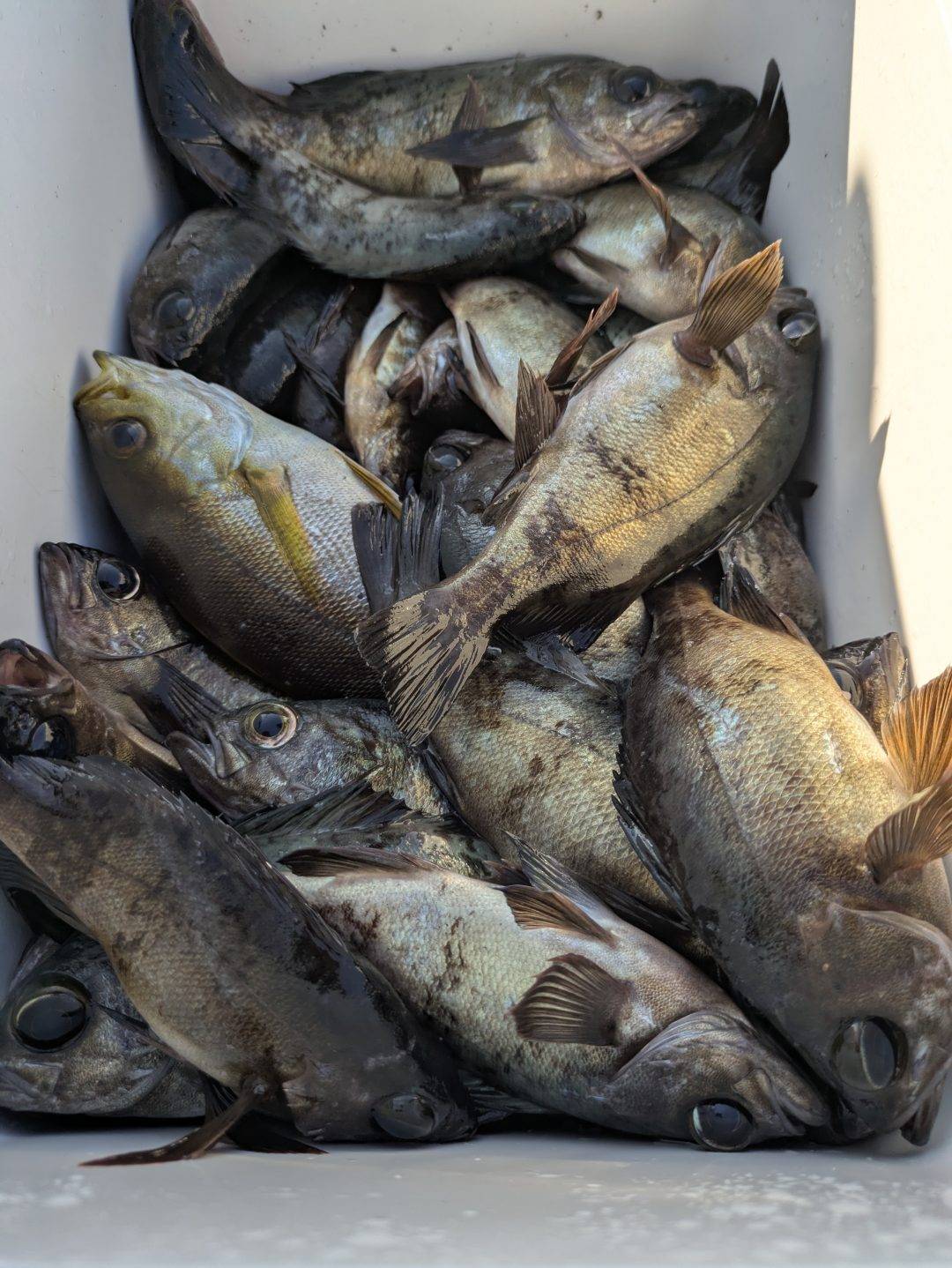 ３０日メバル募集中