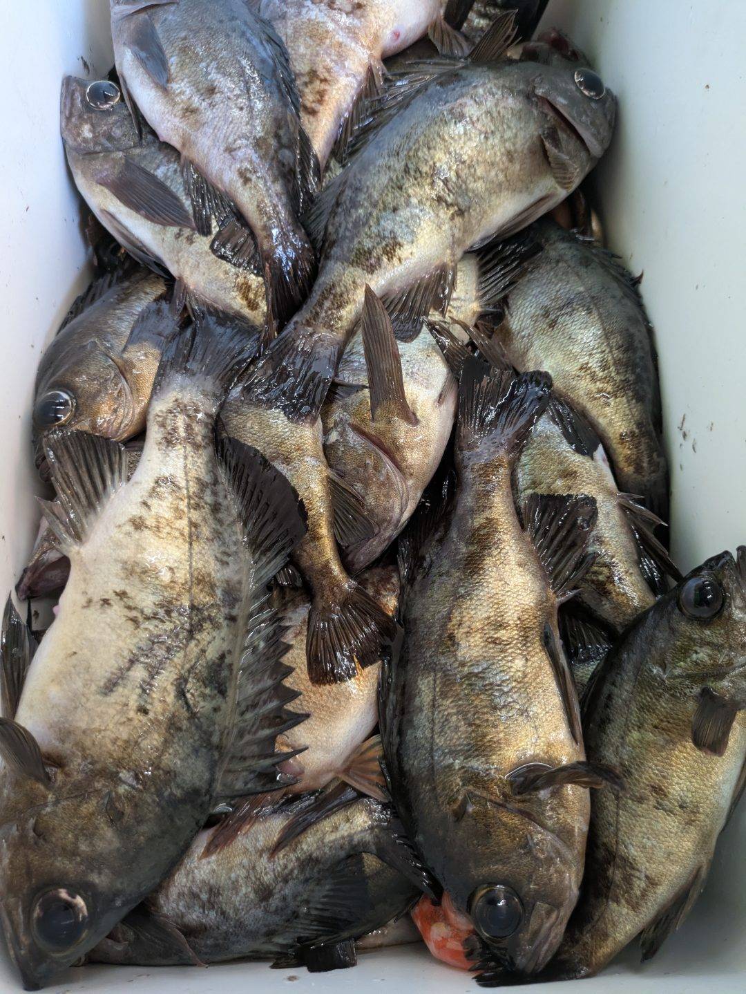 1/18メバル便釣果報告