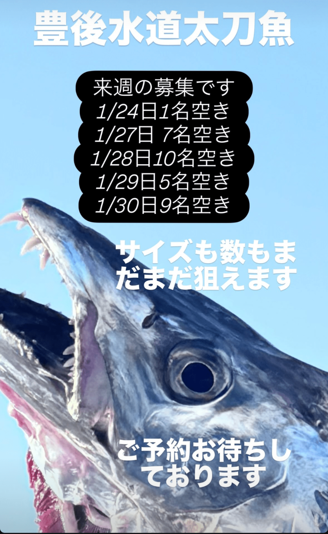 豊後太刀魚募集