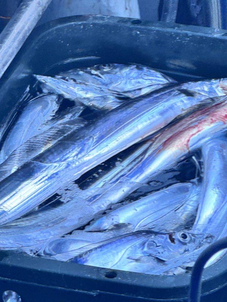 豊後タチウオまだまだ好調