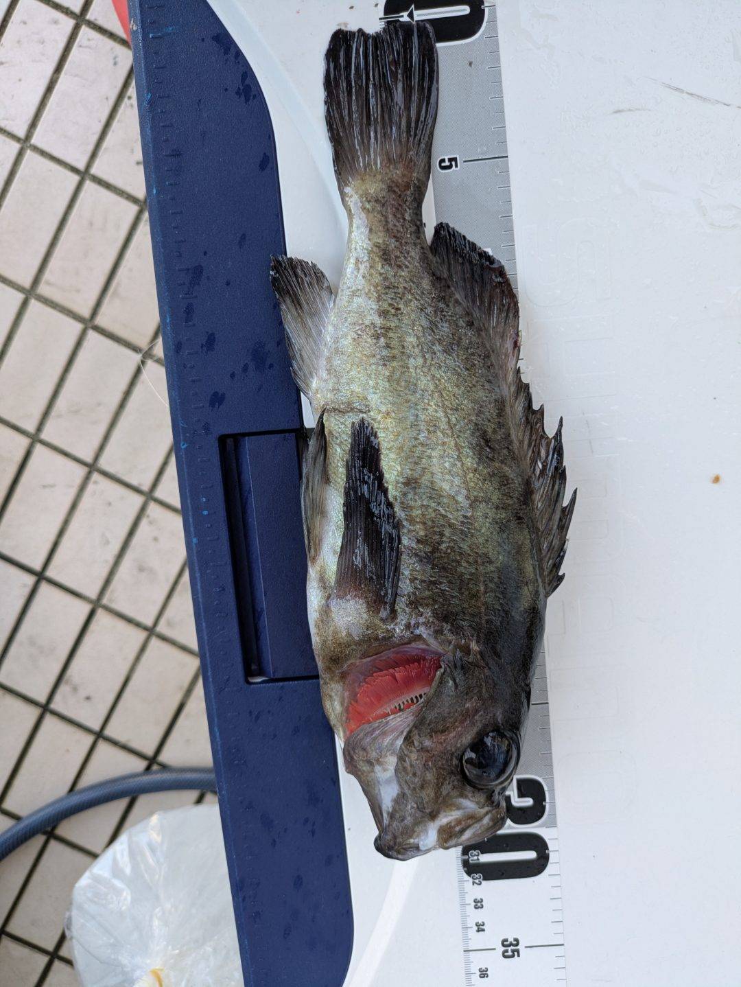 2/4メバルサビキ釣果！