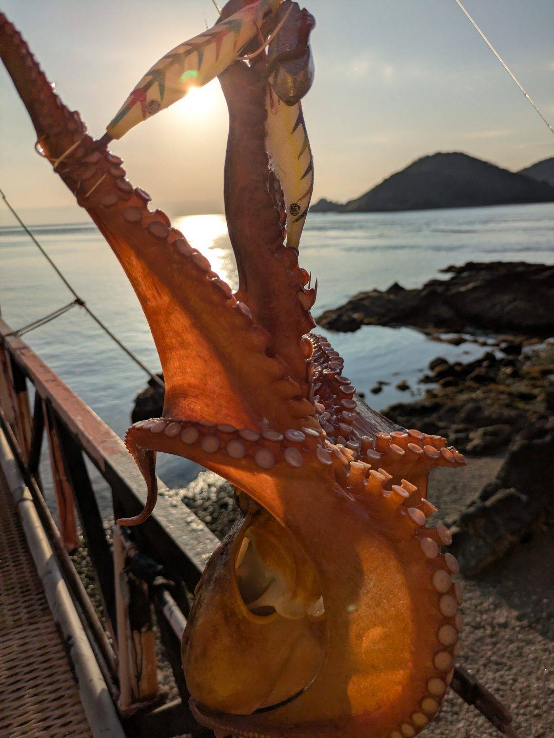 タコの気配🐙🐙