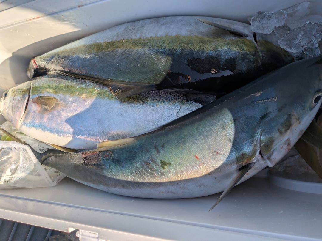 2/17ジギング釣果報告