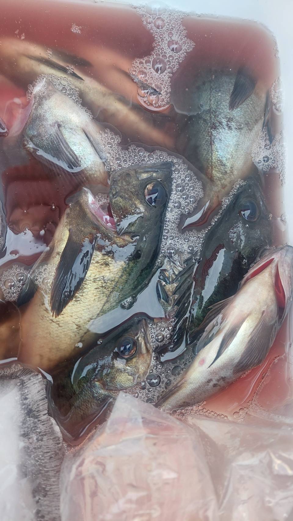 3月8日メバル便今日もなかなか‼️