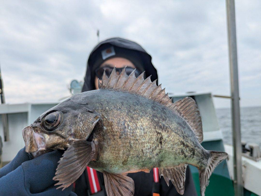 火曜日メバル募集中