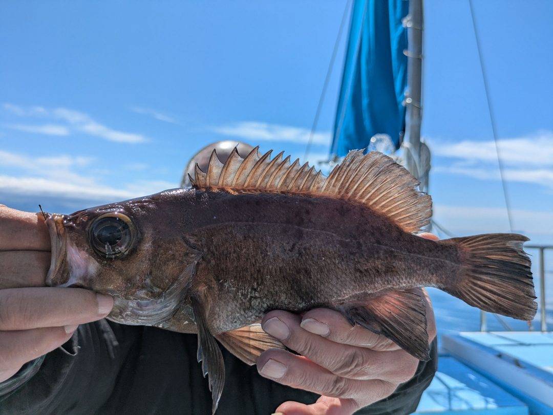明日金曜日メバル募集中