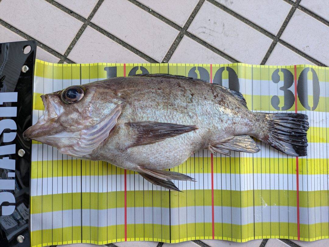 3月5日メバル便波高くてもGOOD