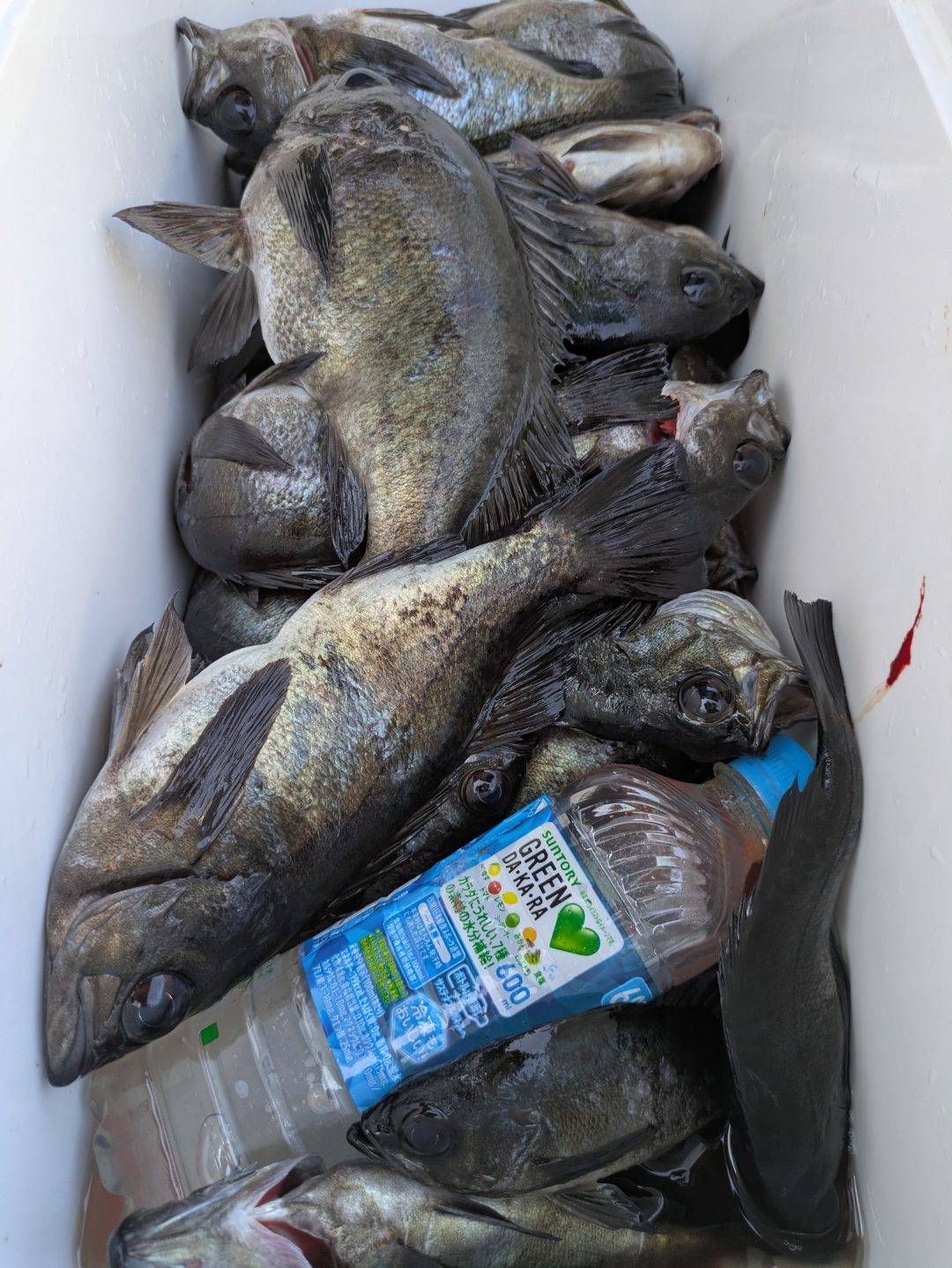 3月14日メバル好調ですよ！