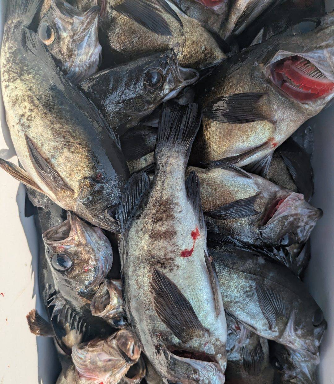 3月20日メバル2隻釣果報告