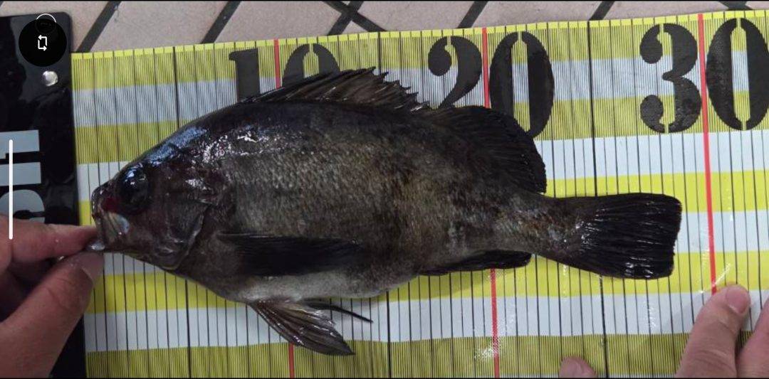 3/14春風強しメバル