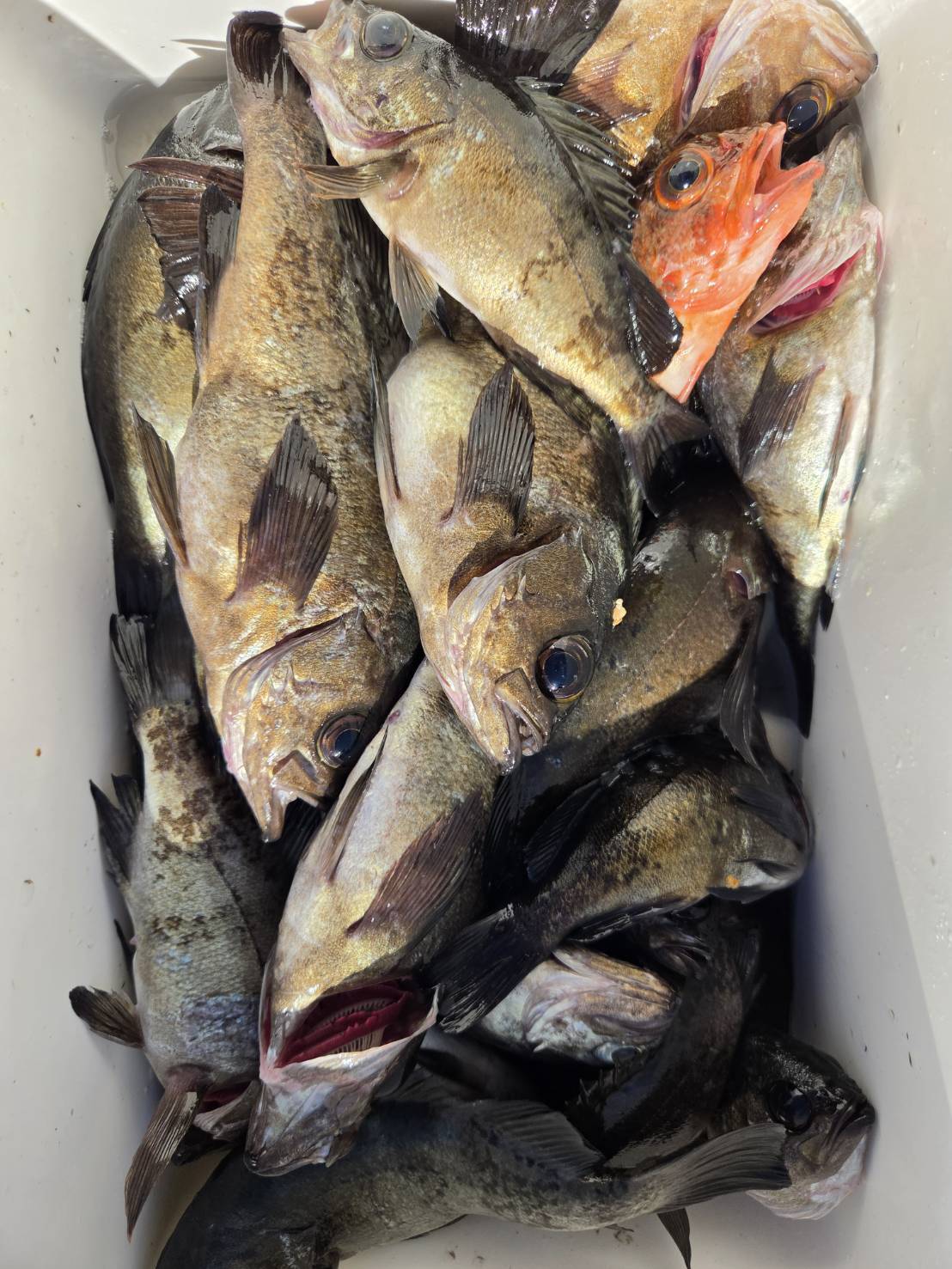 4月16日メバル釣果情報