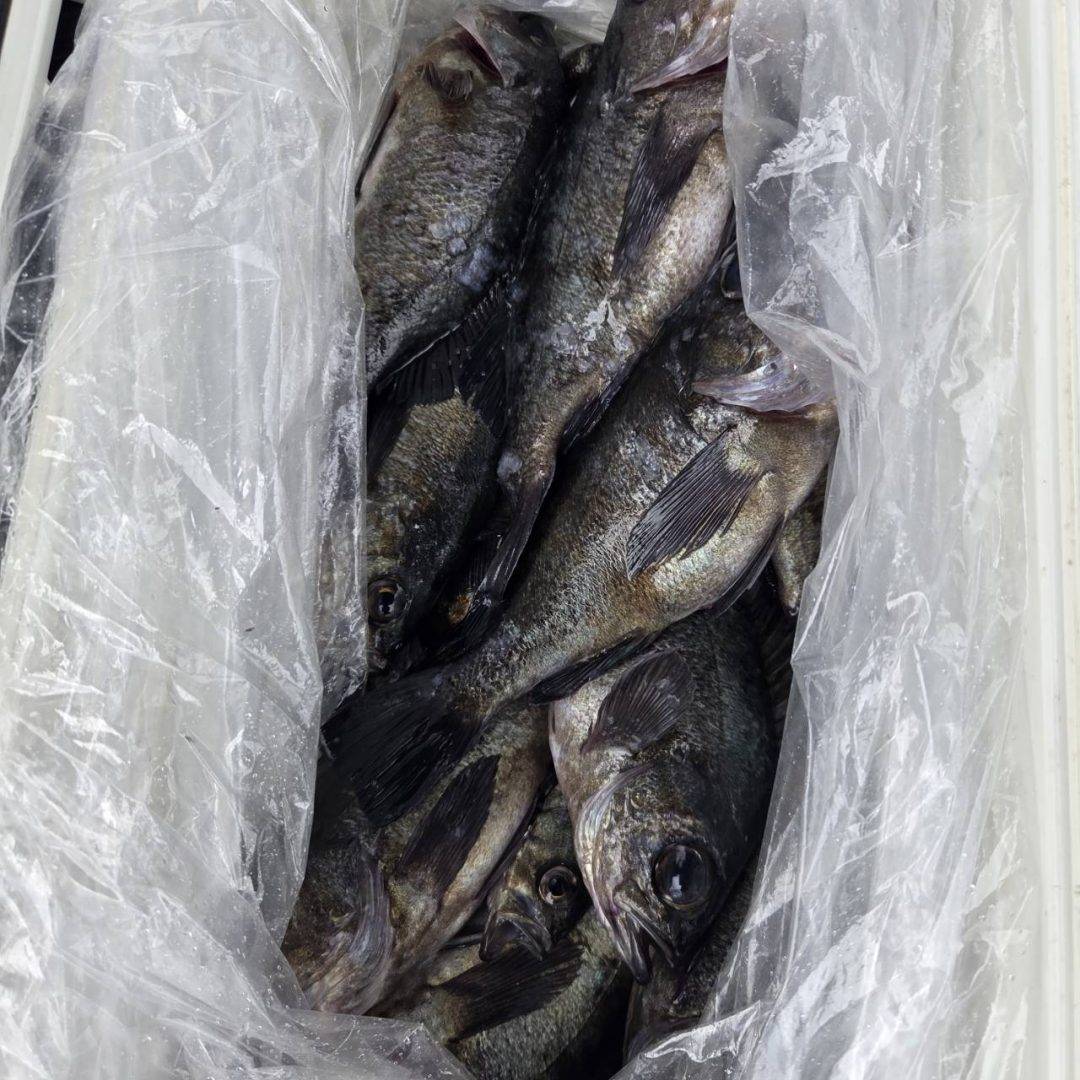 4月17日メバル連日好調です