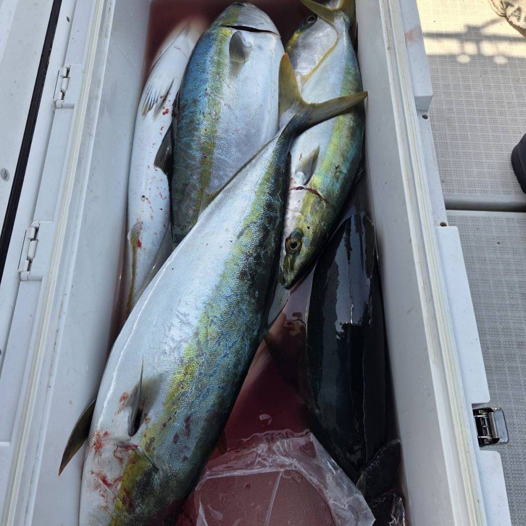 4月20日ハマチ大爆釣早上がり