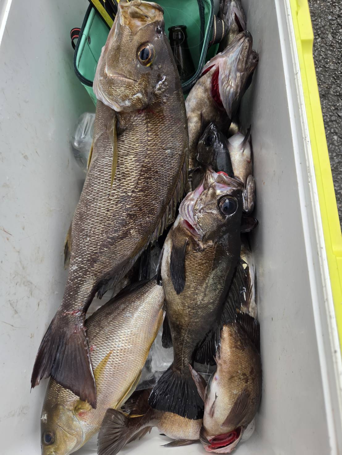 4月20日メバル良型多いよ～