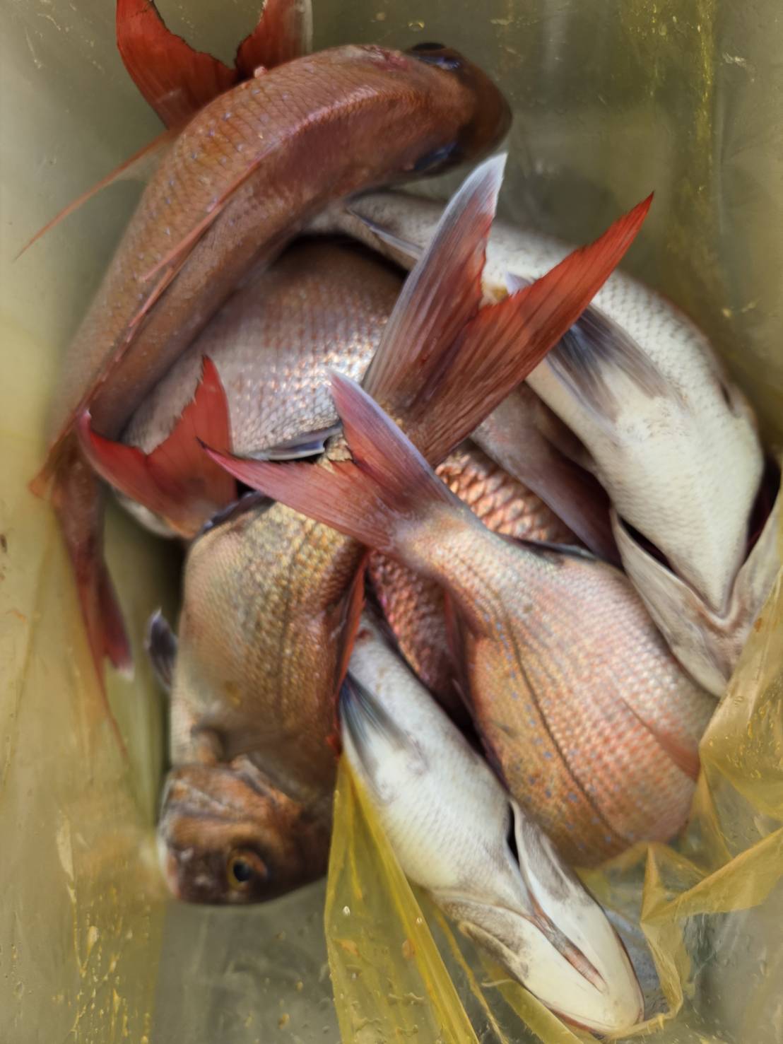 4月21日鯛ラバ釣果情報