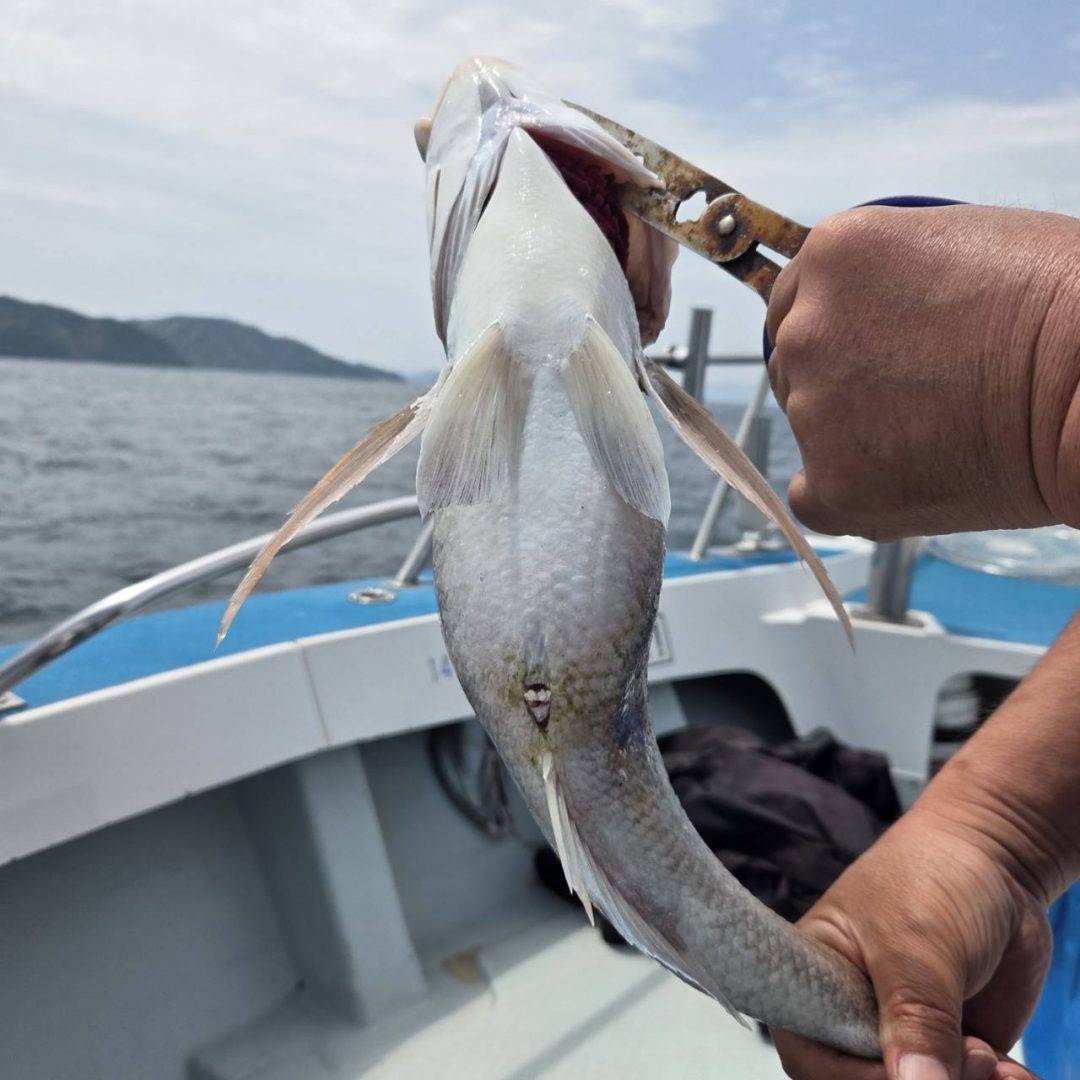 4月28日鯛ラバノッコミ開幕