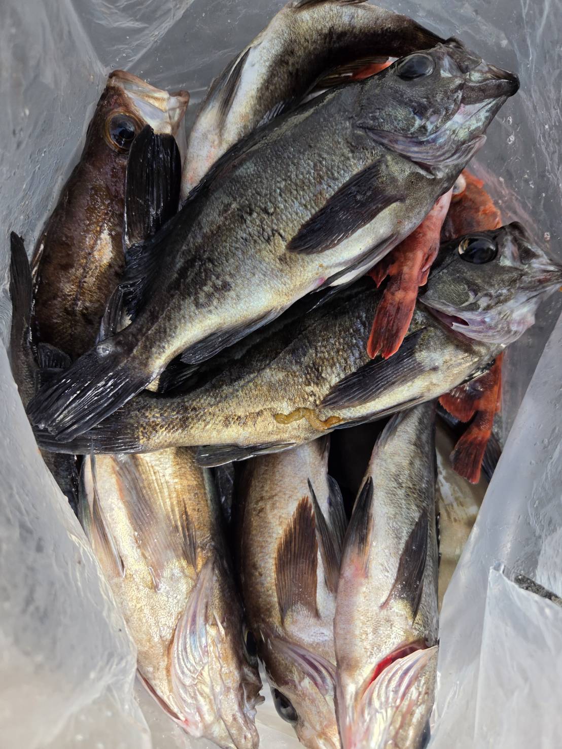 4月28日メバル便型良いよ～❤