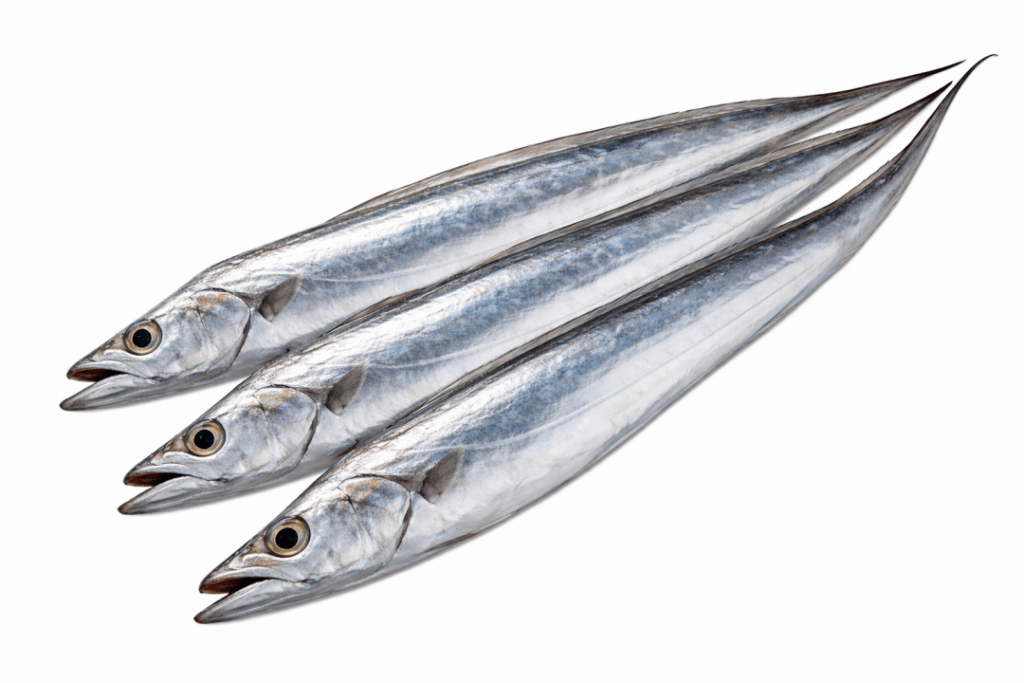 豊後水道タチウオ