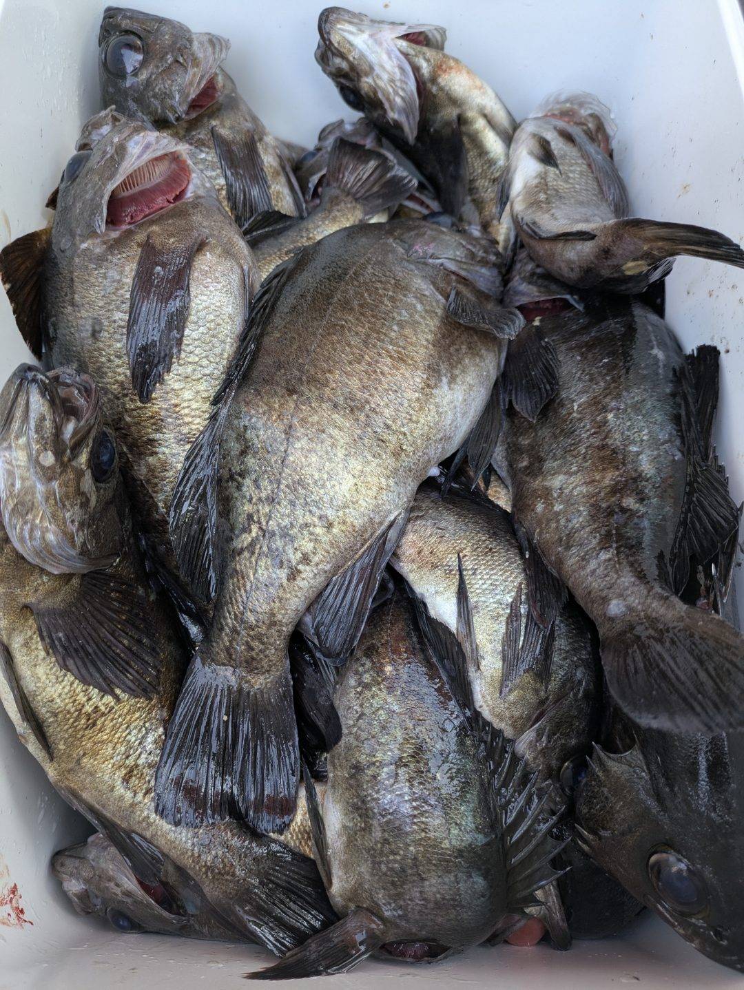 4月11日メバル便今日も爆釣