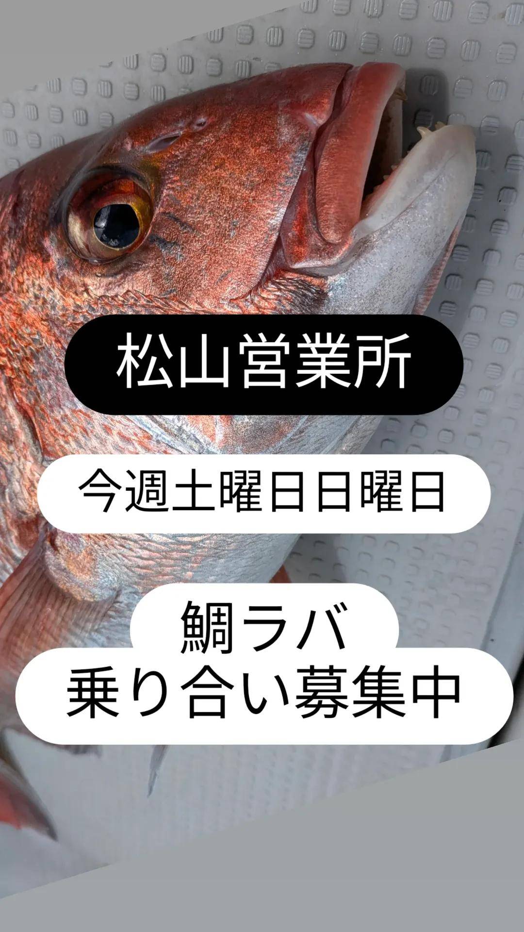 鯛ラバ募集中