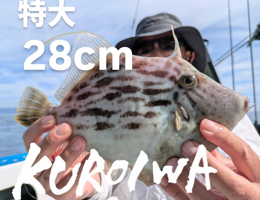 夏ハギ釣れてます