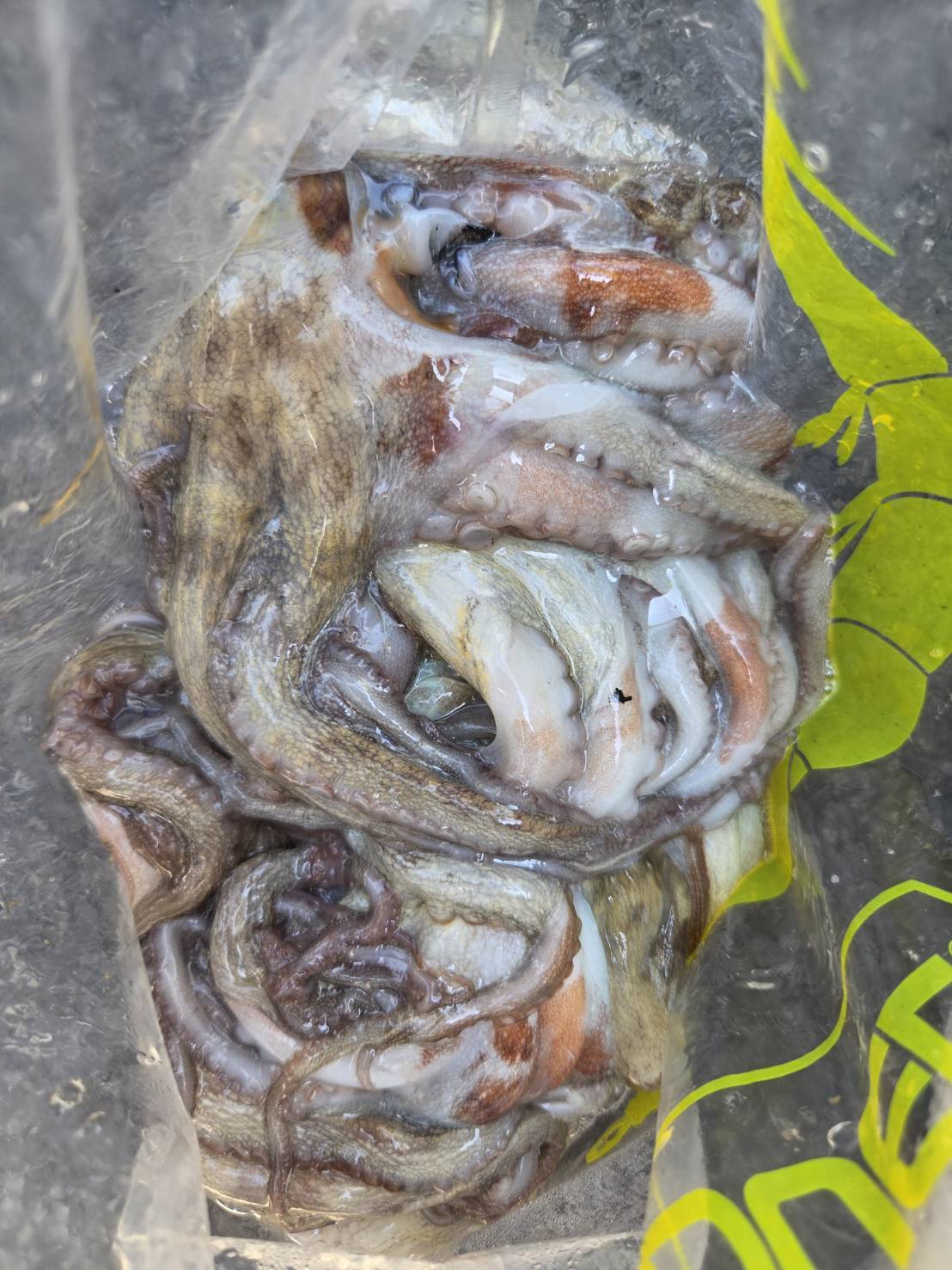 8月22日タコ便釣果情報🐙🐙
